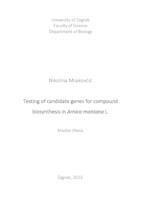 
Testing of candidate genes for compound biosynthesis in Arnica montana