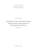 Distribution of auxin and PIN proteins during somatic embryogenesis of Brachypodium distachyon