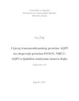 Utjecaj transmembranskog proteina AQP5 na ekspresiju proteina FOXO1, NRF2 i AQP3 u ljudskim stanicama tumora dojke