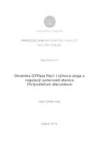 Dinamika GTPaza Rac1 i njihova uloga u regulaciji polarnosti stanica Dictyostelium discoideum