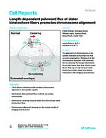 Length-dependent poleward flux of sister kinetochore fibers promotes chromosome alignment