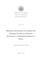 Molecular mechanisms of transport and biological functions of phenolic derivatives in Arabidopsis thaliana (L.) Heynh.