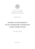 DEFINING THE MECHANISM OF POLAR CHROMOSOME CONGRESSION DURING PROMETAPHASE