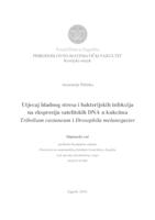 Utjecaj hladnog stresa i bakterijskih infekcija na ekspresiju satelitskih DNA u kukcima Tribolium castaneum i Drosophila melanogaster