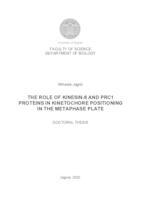 The role of kinesin-8 and PRC1 proteins in kinetochorepositioning in the metaphase plate