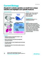 prikaz prve stranice dokumenta Naegleria’s mitotic spindles are built from unique tubulins and highlight core spindle features